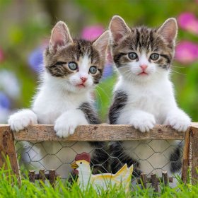 Cuddly Kittens (08046)