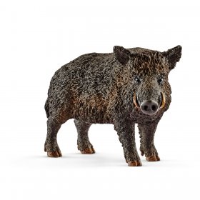 Wild Boar (sch-14783)
