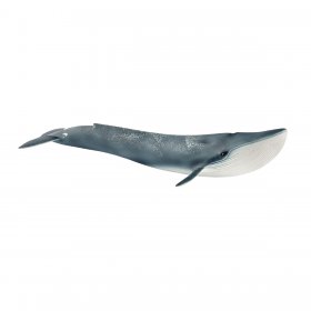 Blue Whale (sch-14806)