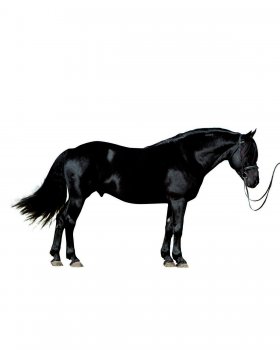 Cherry Creek Fonzie Merit - Canadian Horse (1758)