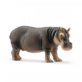 Hippopotamus (sch-14814)