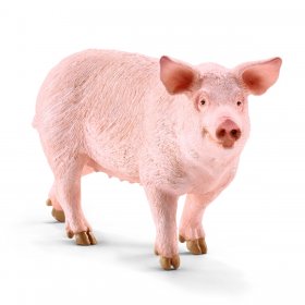 Pig (sch-13782)