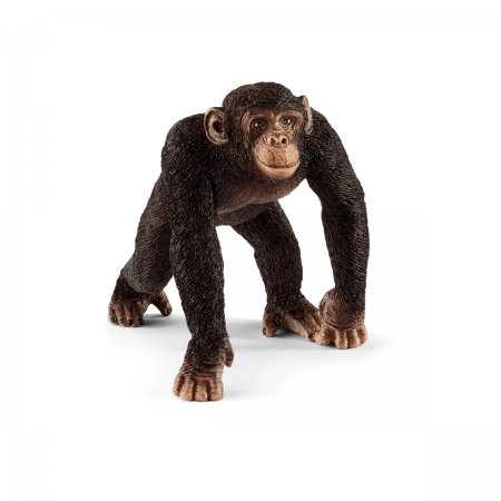 Chimpanzee Male (sch-14817)