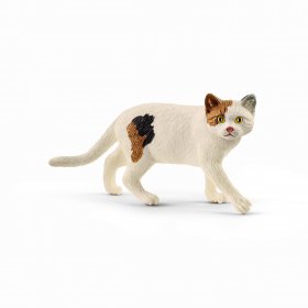 American Shorthair Cat (sch-13894)