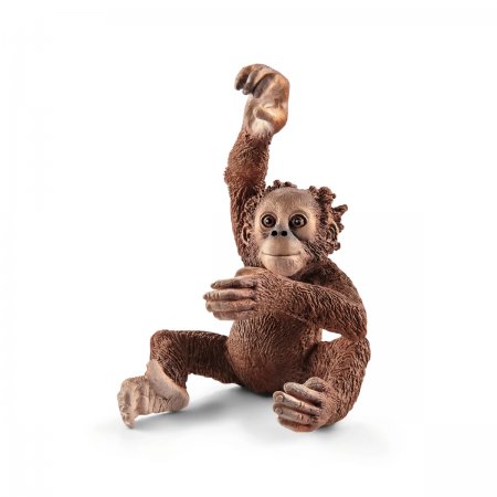Young Orangutan (sch-14776)