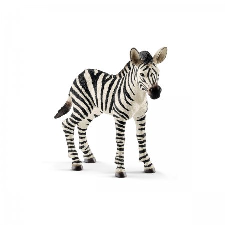 Zebra Foal (sch-14811)