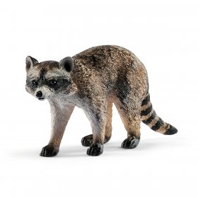 Raccoon (sch-14828)